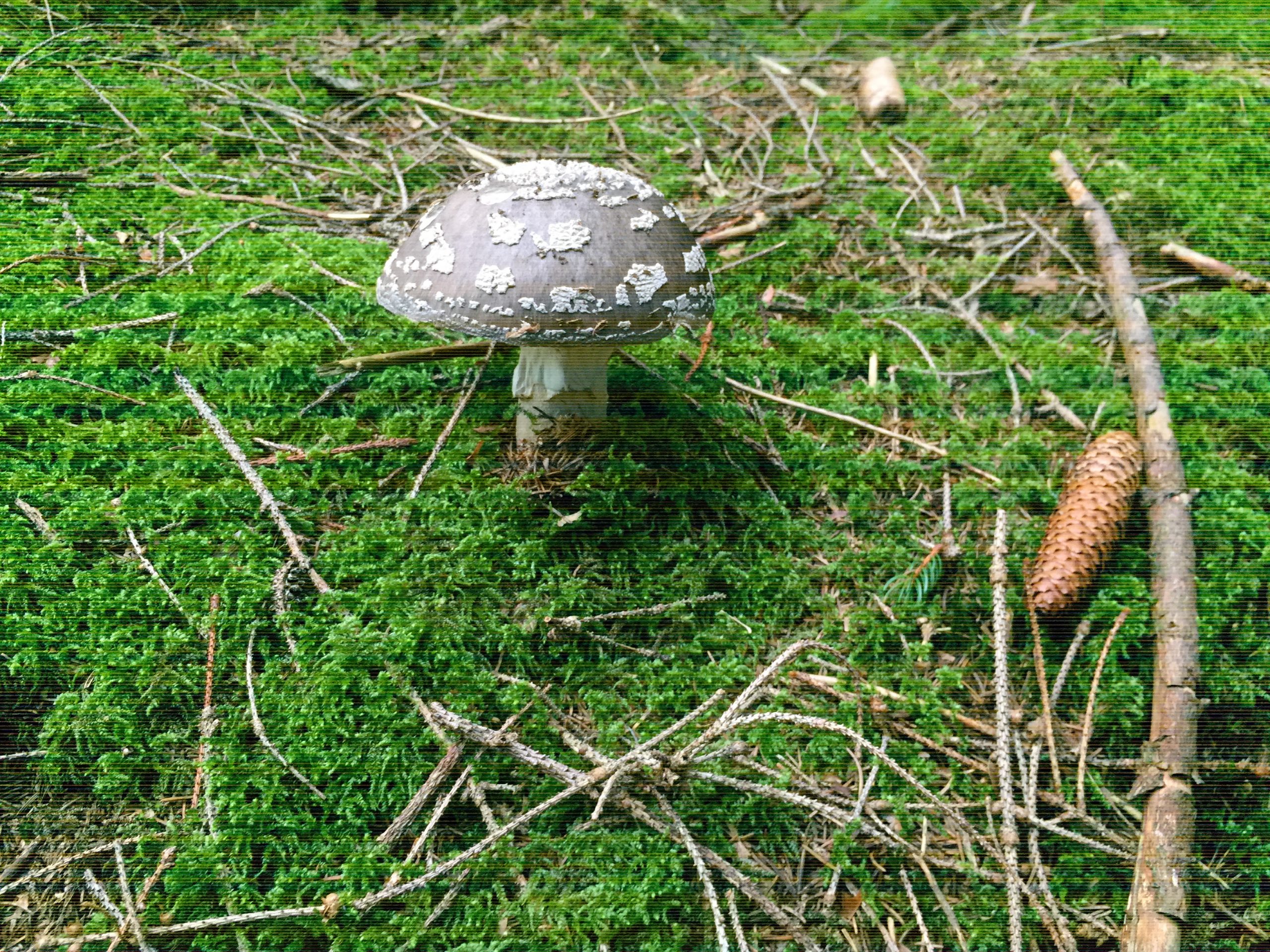 Pilz