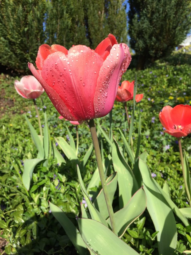 Tulpe rot