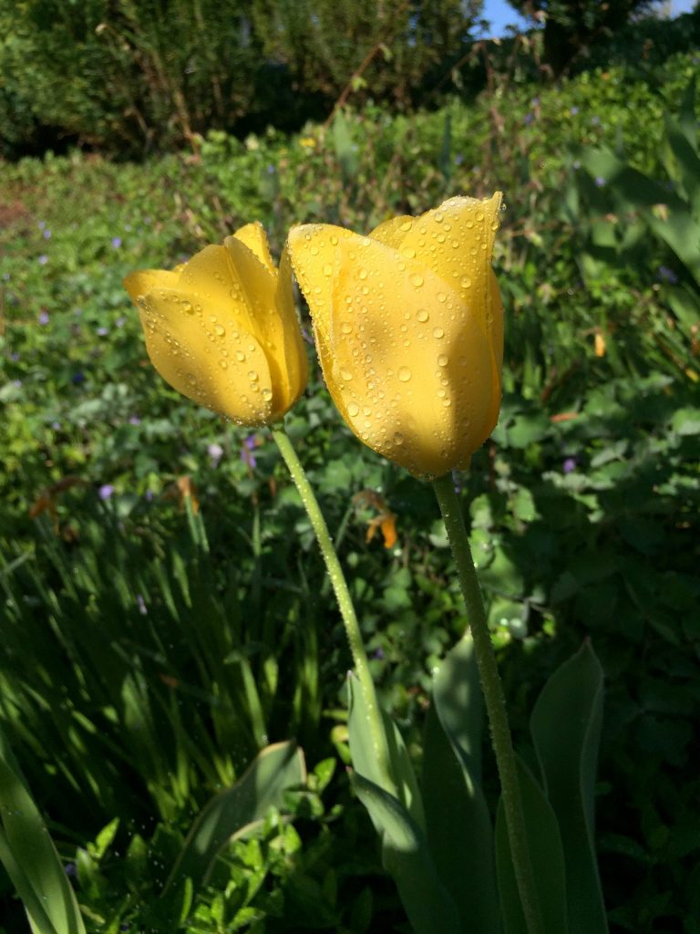 Tulpe gelb