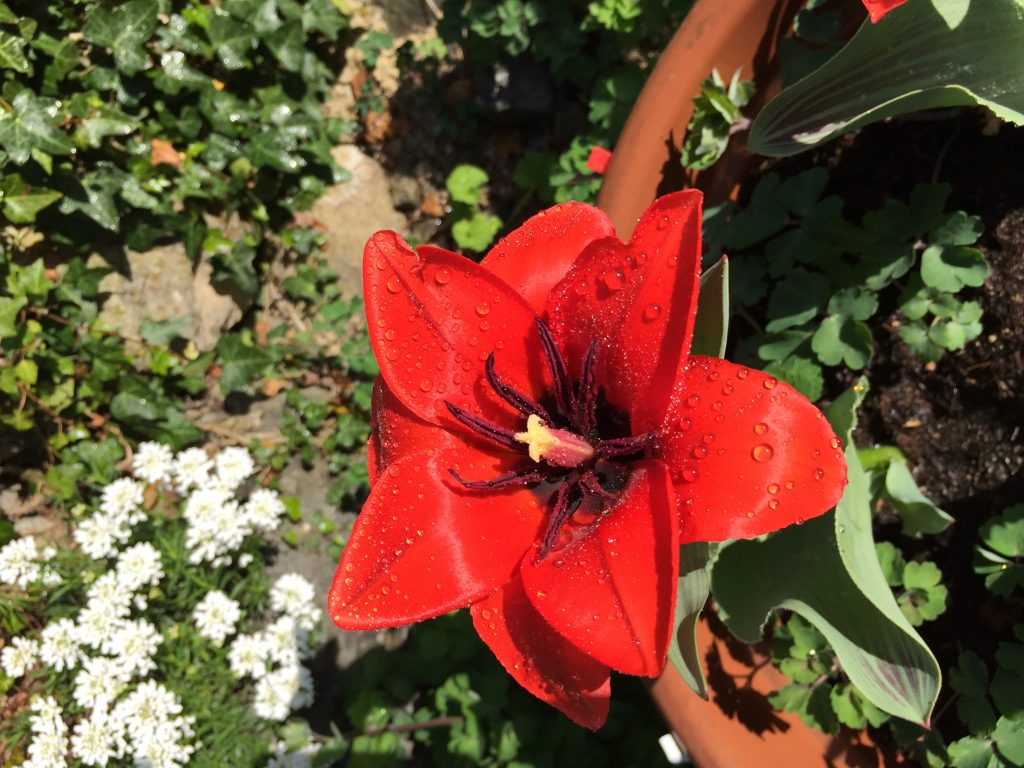 Tulpe offen rot