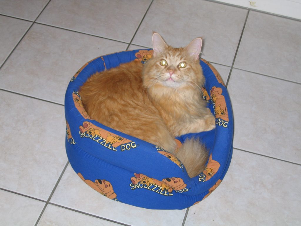 Katzen und Ferienhund