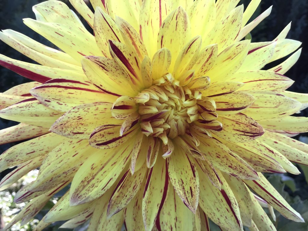 Dahlien