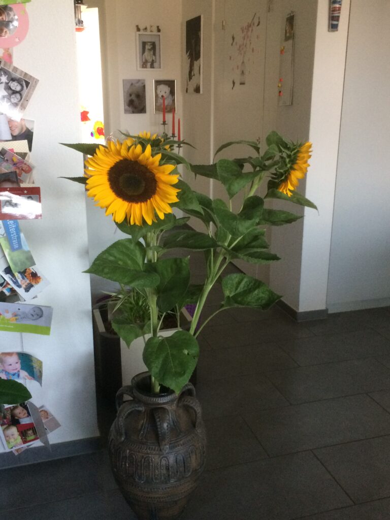 Sonnenblume 2022