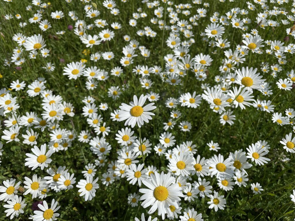 Frühling