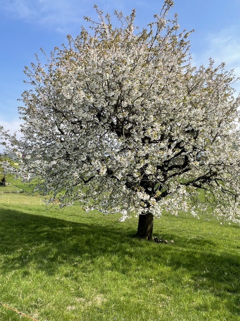 Kirschbaum