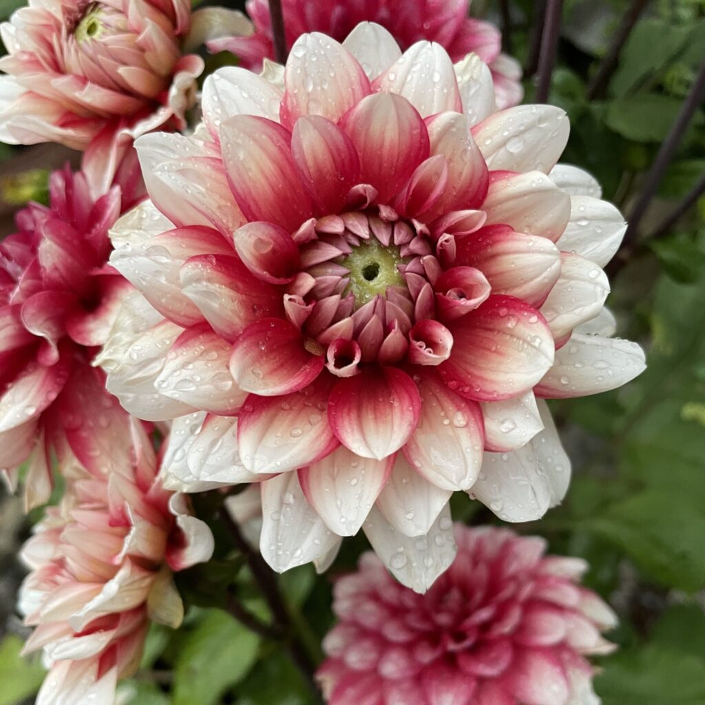 Dahlien 2022