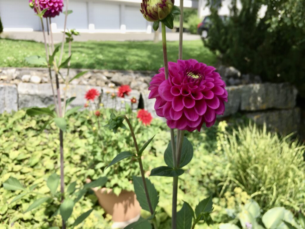 Dahlien