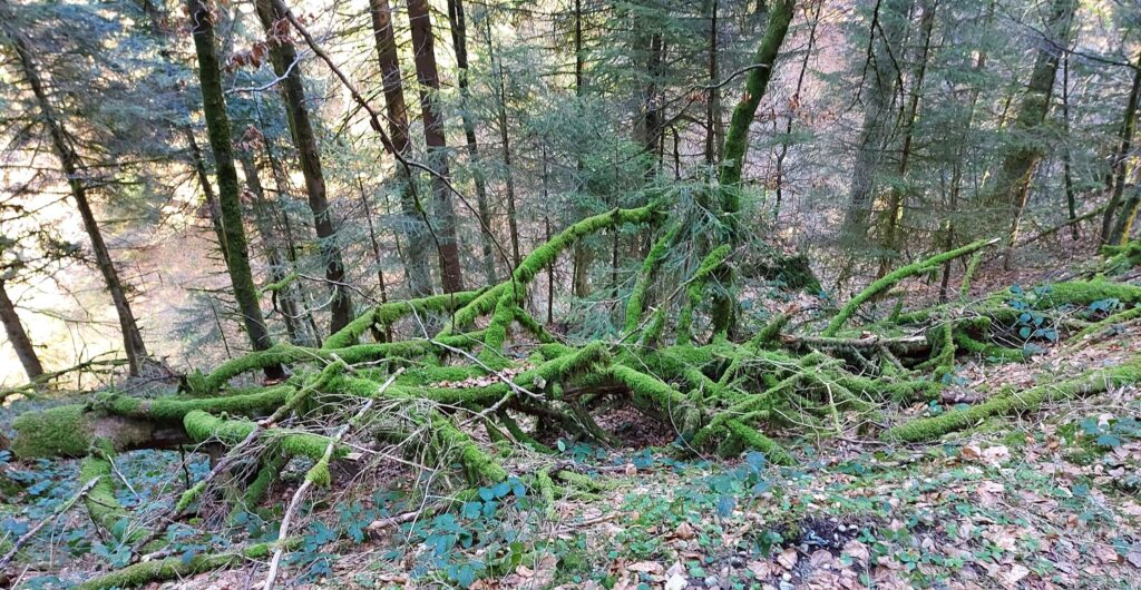 Emmentaler Wald