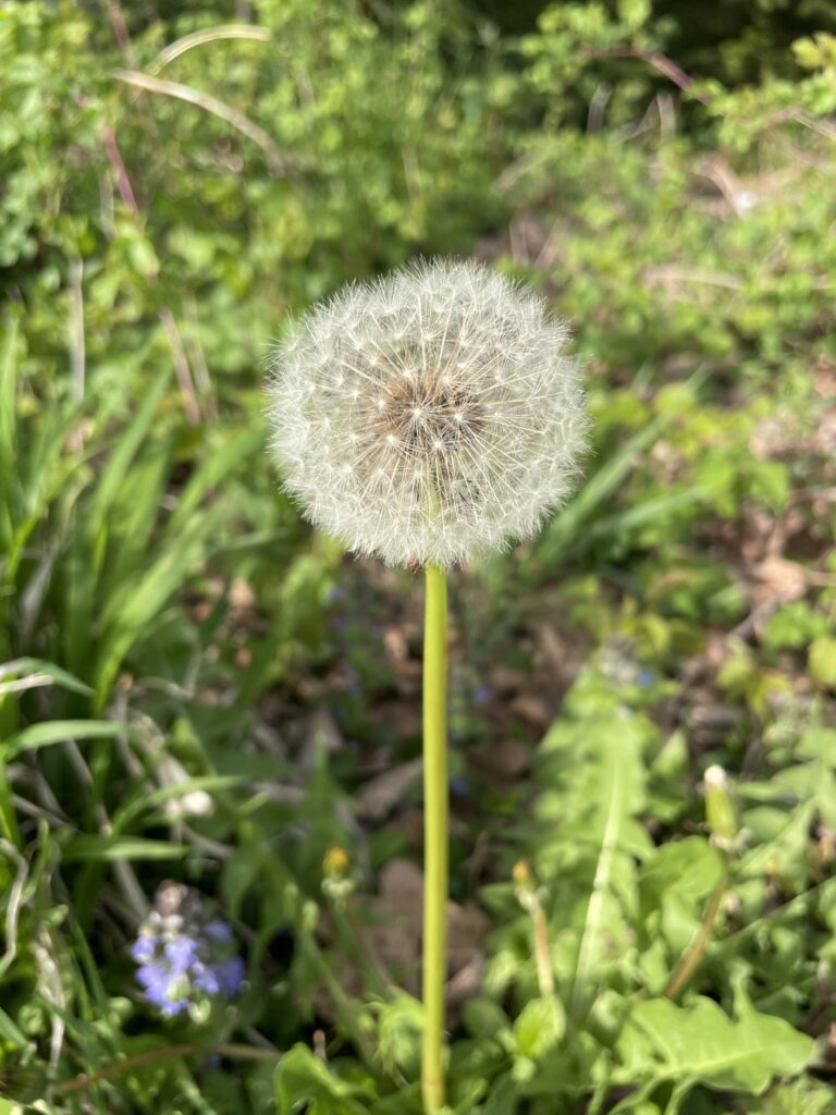 Frühling 2024